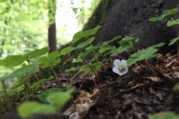 Zondag 26 maart – Lentewandeling: kom tot bloei