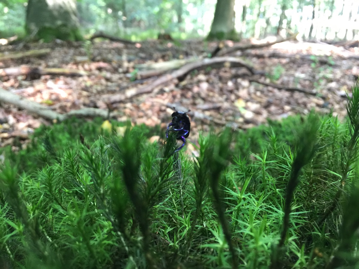 Oogsten en loslaten - Herfst Expeditie Flow