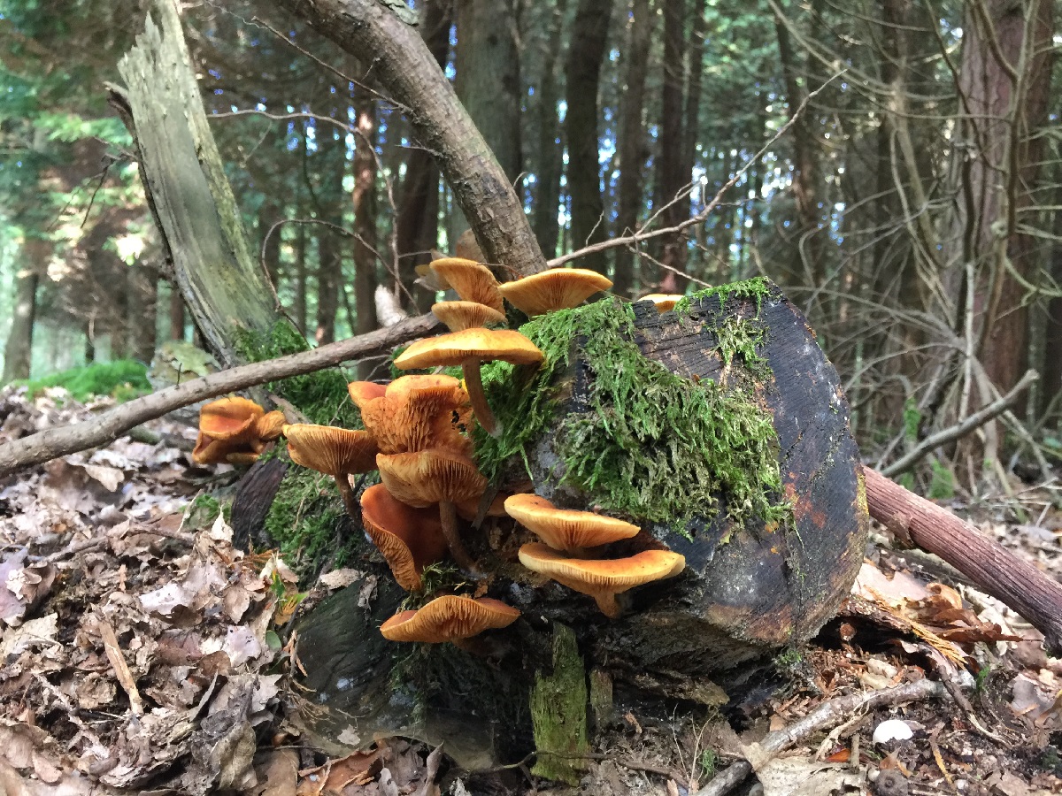 Oogsten en loslaten - Herfst Expeditie Flow
