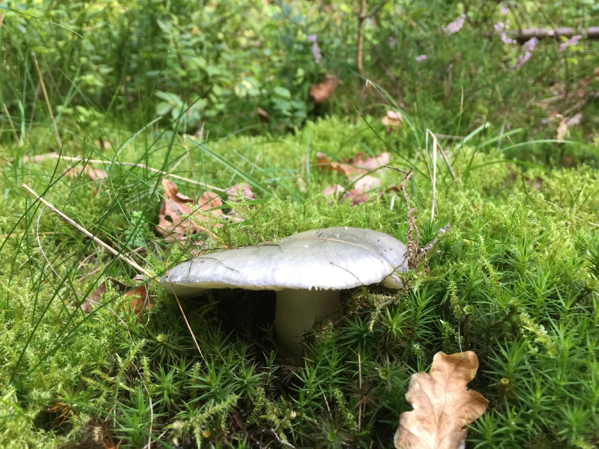 Oogsten en loslaten - Herfst Expeditie Flow